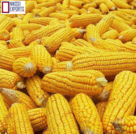 maize1