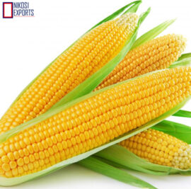 maize2