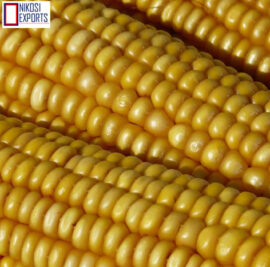 maize3