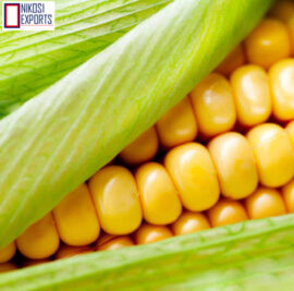 maize4