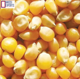 maize5