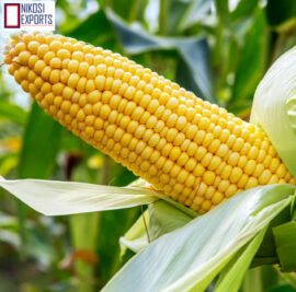 maize6