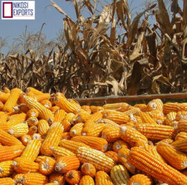 maize8