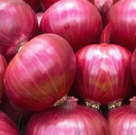 onion1