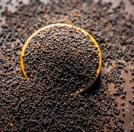 natural-mustard-seeds-big-kalli-sarso-whole-rai-whole-mustard-original-imagfshebctanq3a